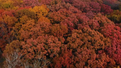 Vuelo-De-Drones-De-4k-Justo-Sobre-Hermosos-árboles-De-Otoño-En-Otoño-4k-Illinois