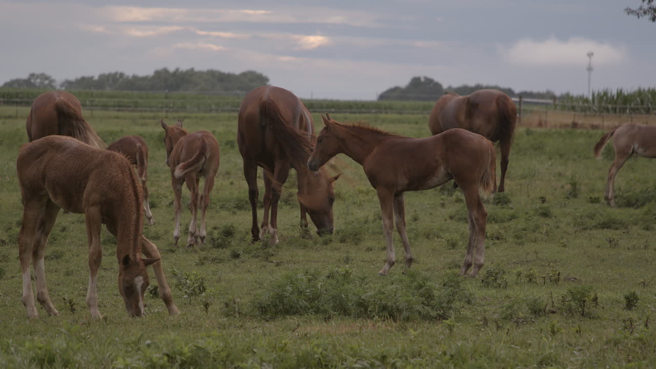 hermosas yeguas y potros jóvenes pastan en un campo al atardecer