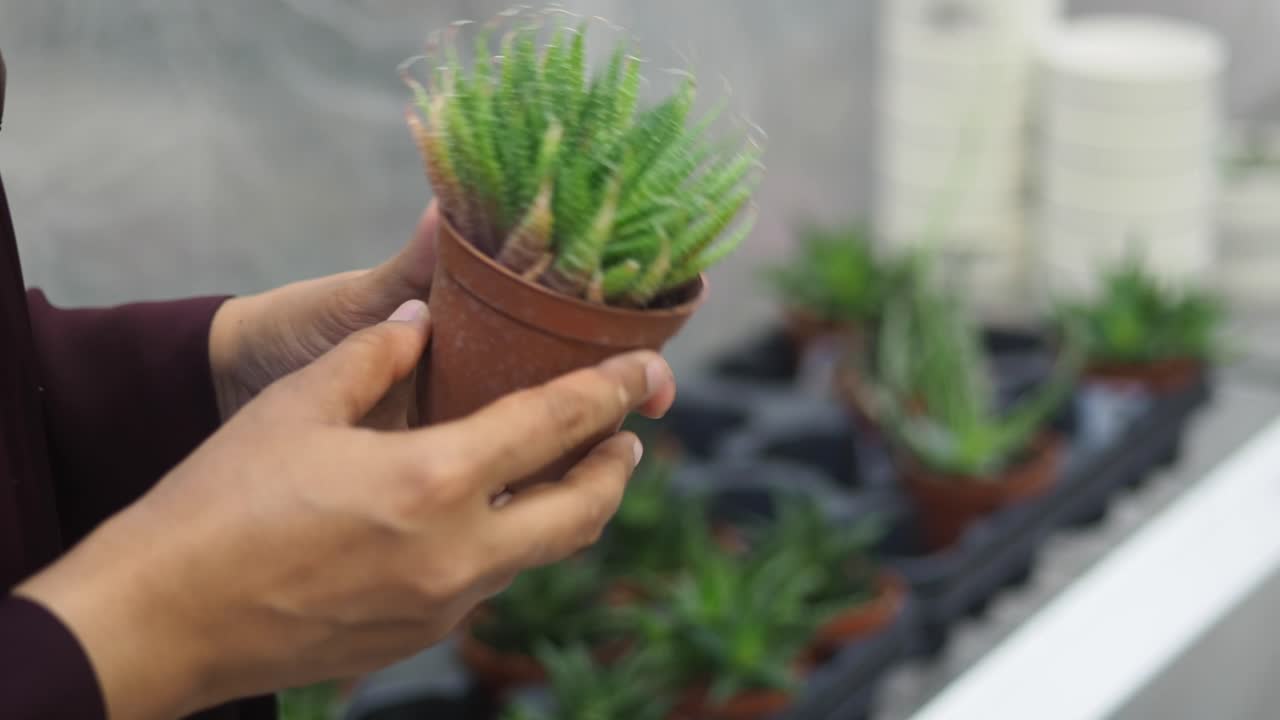 Aloe Plant in Hand