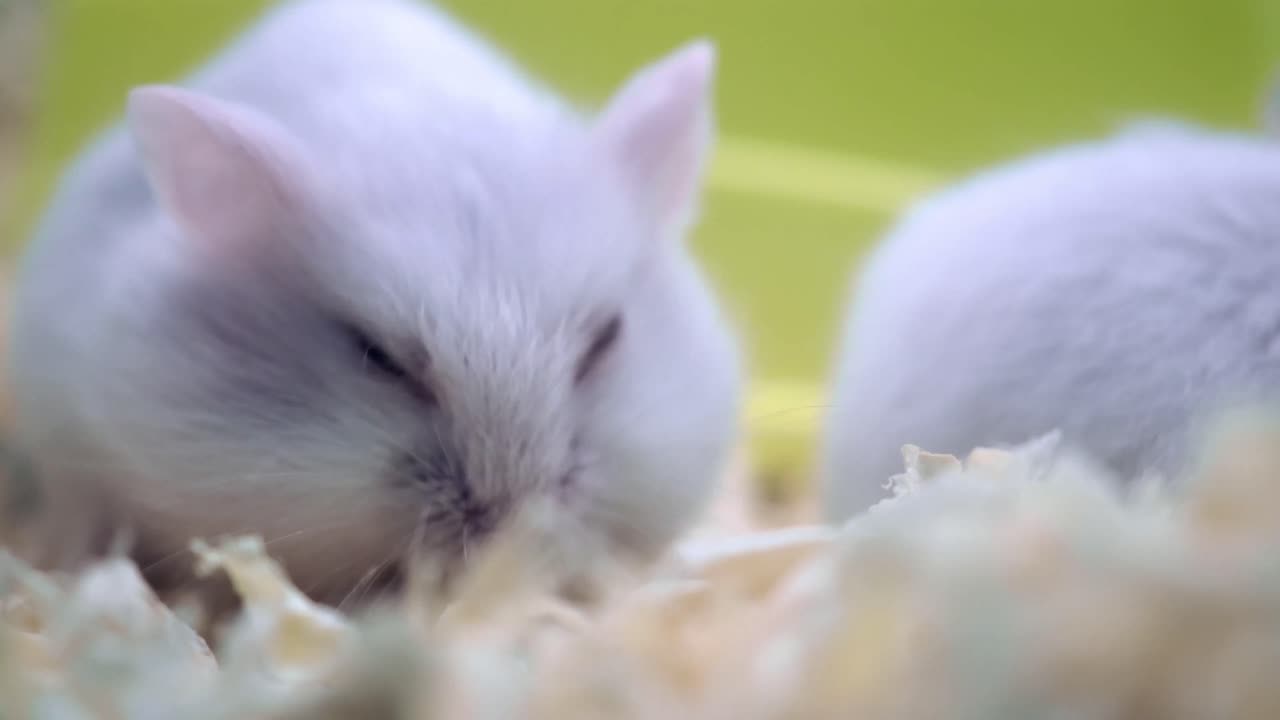 White Hamsters