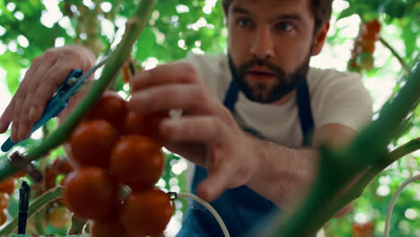 Portrait-farmer-collecting-tomatoes-on-big-countryside-plantation-in-summer