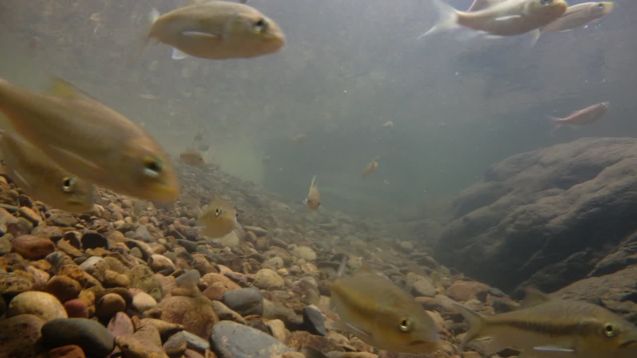 kaeng krachan 국립 공원은 많은 환상적인 야생 동물의 서식지이며 개울은 동물이 마시고 물고기가 헤엄칠 수 있는 신선한 물의 생명원입니다.