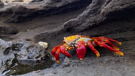 excellent shot of a sally lightfoot crab in the galapagos