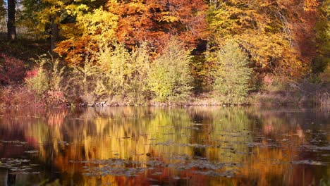 Sonniger-Herbsttag-In-Der-Natur
