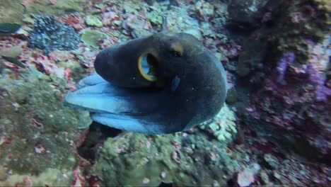 Octopus-changes-from-white-to-black-in-slow-motion