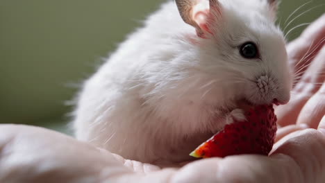 un hámster blanco comiendo una fresa