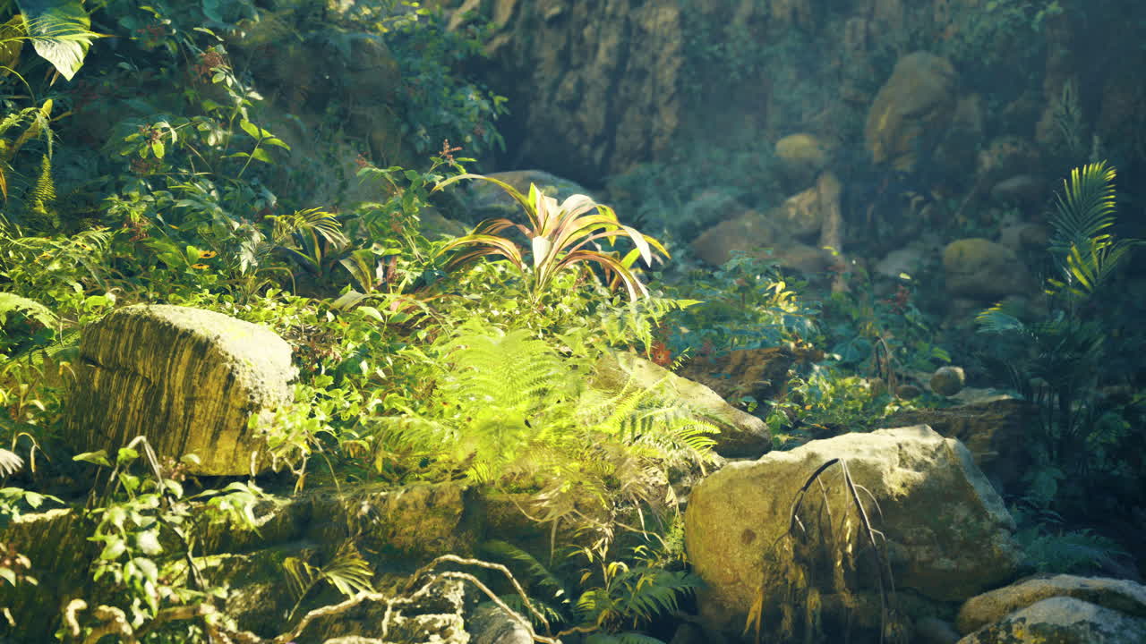 Lush greens and rocks bathed in soft tropical sunlight
