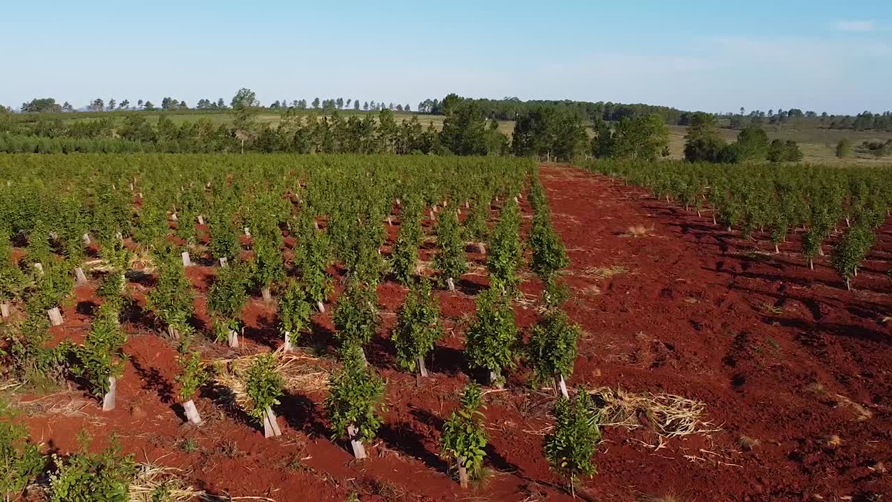 vista aérea de la carretera de tierra roja de las plantaciones de yerba mate, bebida tradicional de argentina