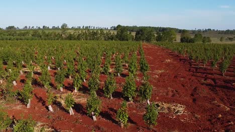 Aerial-View-of-Red-Dirt-Road-of-Yerba-Mate-Plantations,-Traditional-Drink-of-Argentina