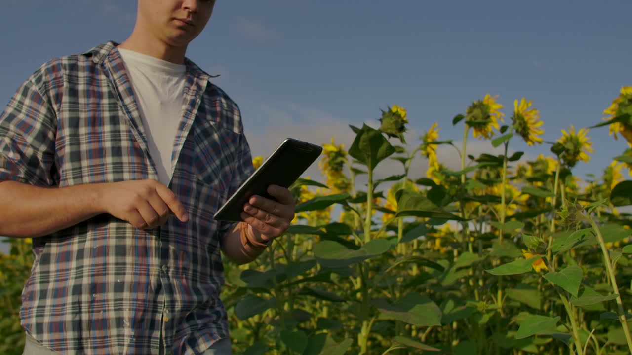 un granjero con sombrero y camisa atraviesa el campo e inspecciona los girasoles en el campo. vigila tu cosecha. el granjero moderno usa una tableta para analizar