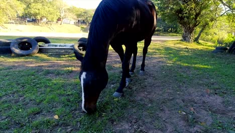 Se-Pueden-Ver-Caballos-Deambulando,-Jugando-Y-Pastando-En-Un-Espacioso-Prado-Rodeado-De-Exuberante-Vegetación-En-Sus-Establos-En-El-Yellow-Wood-Park-De-Durban.