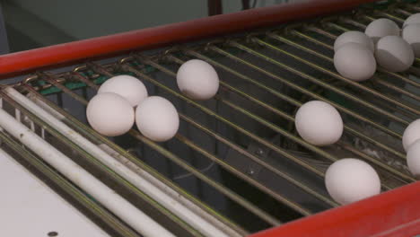 fresh eggs moving along a production line at a commercial egg processing facility