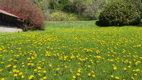 a sprawling field of dandelions in a quaint rural community