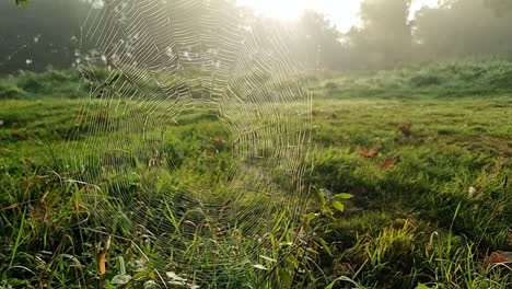 spiderweb covered in early morning dew in misty woodland forest park