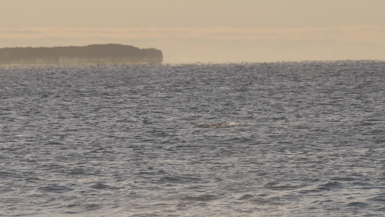 Southern right whale face emerging from the ocean at golden sunset horizon, Península Valdés, Puerto Madryn, Chubut Province, Argentina
