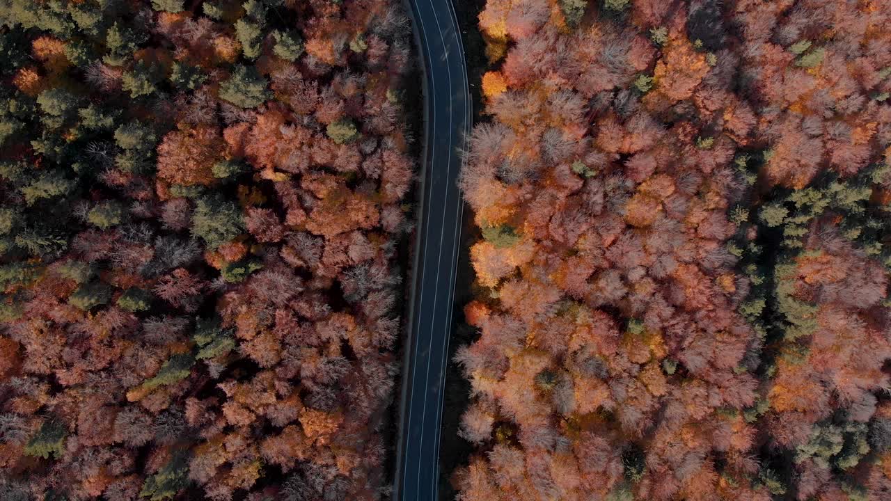 vista aérea sobre una carretera y un bosque de follaje, soleado día de otoño - destornillador, disparo de drones