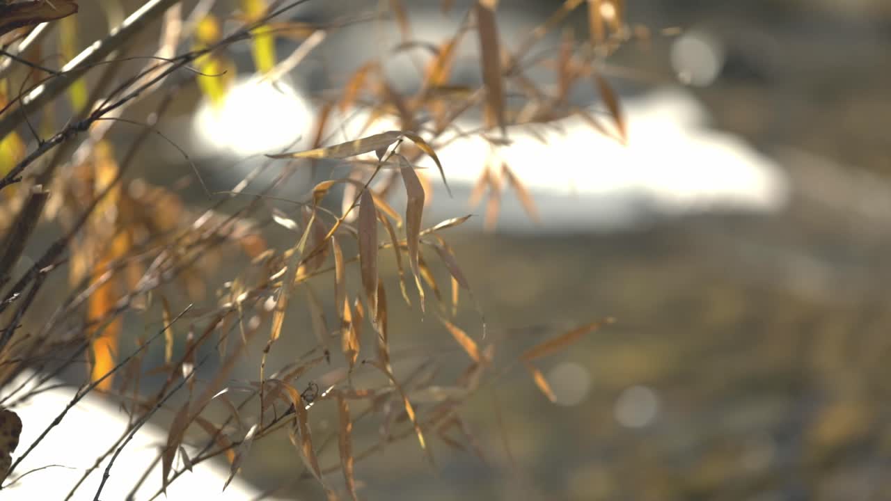 아이다호에서 즐거운 빛 날 미국 살몬 강