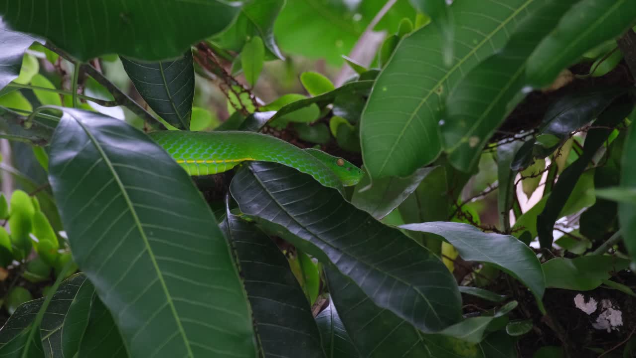 Seen facing to the right deep within thick branches and leaves in a windy forest, Vogel&rsquo;s Pit Viper Trimeresurus vogeli, Thailand