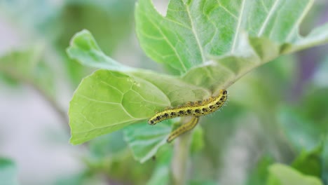 caterpillar on cabbage leaf