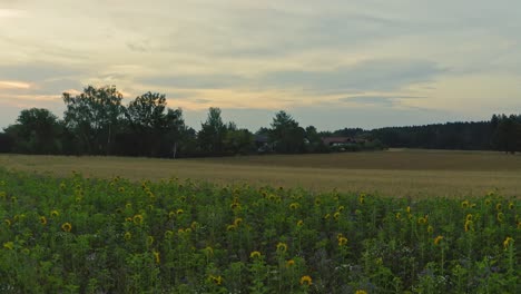 toma de inauguración de girasoles en un campo para descubrir los campos cosechados y el pequeño pueblo detrás de las plantas