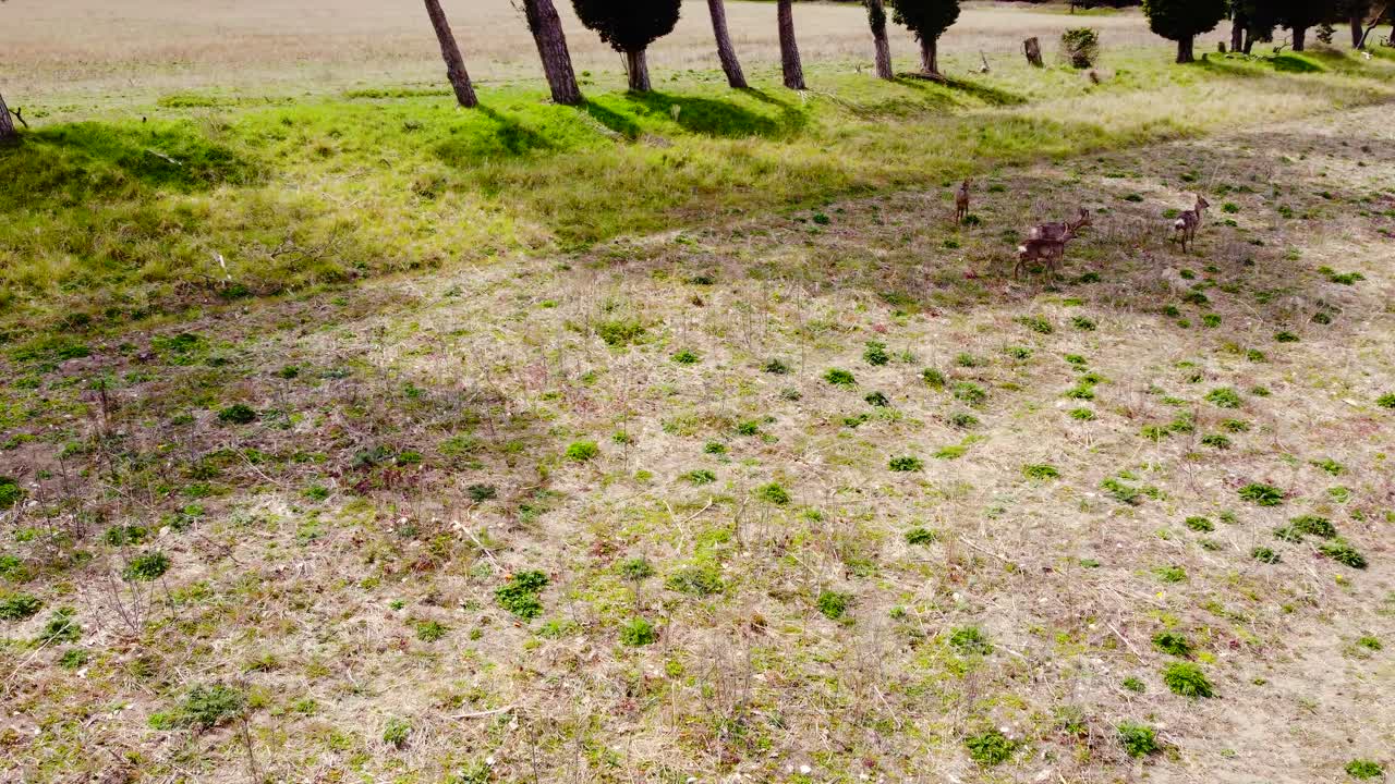 Roe Deer, Capreolus capreolus, United Kingdom; a circling shot of this small herd of deer grazing and resting under the shade of a treeline