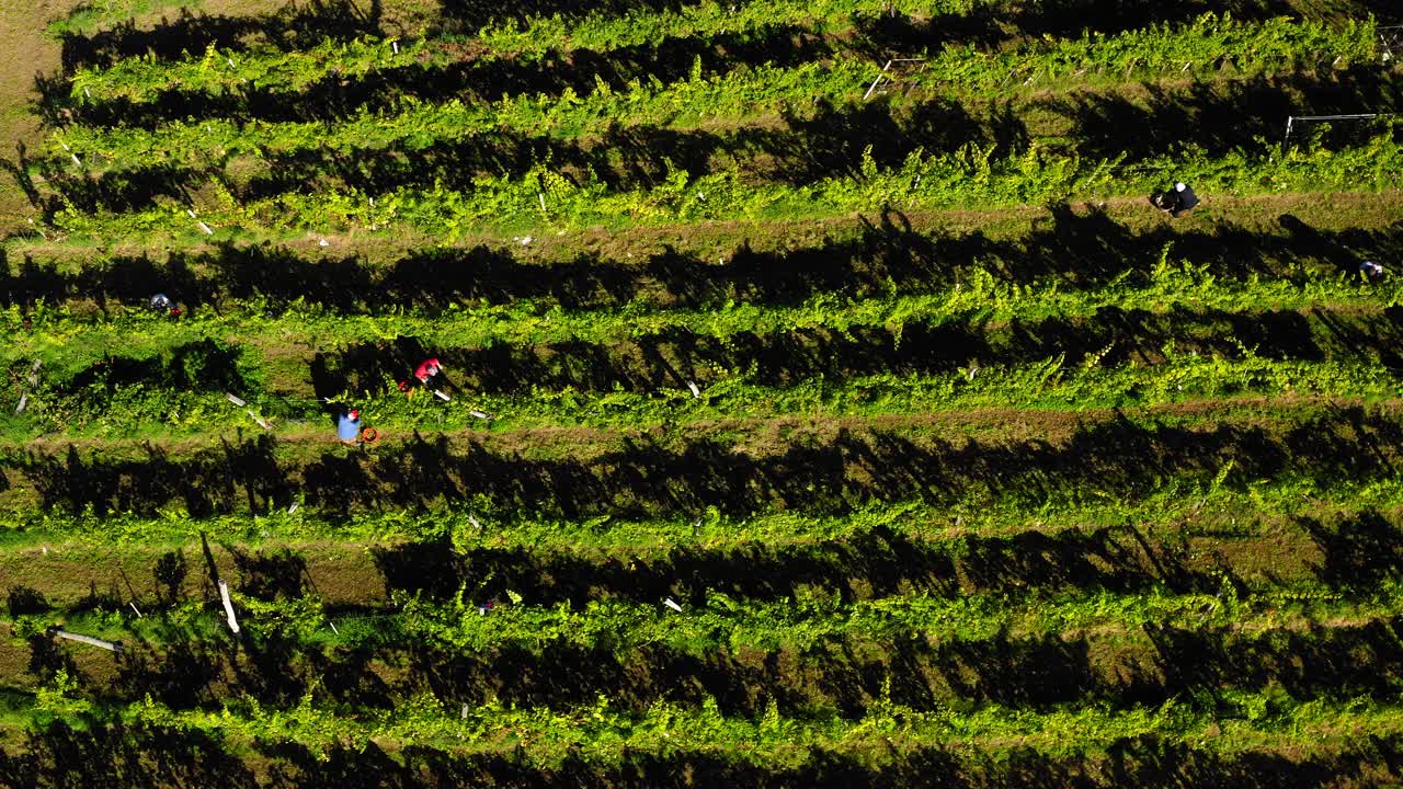 cosecha de vid en viñedo, vista aérea de la bodega en europa, los trabajadores recogen uvas, vista aérea