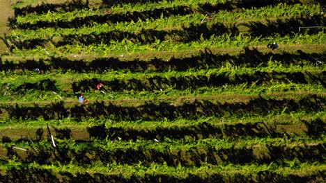 harvesting grapevine in vineyard, aerial view of winery estate in europe, workers pick grapes, aerial view