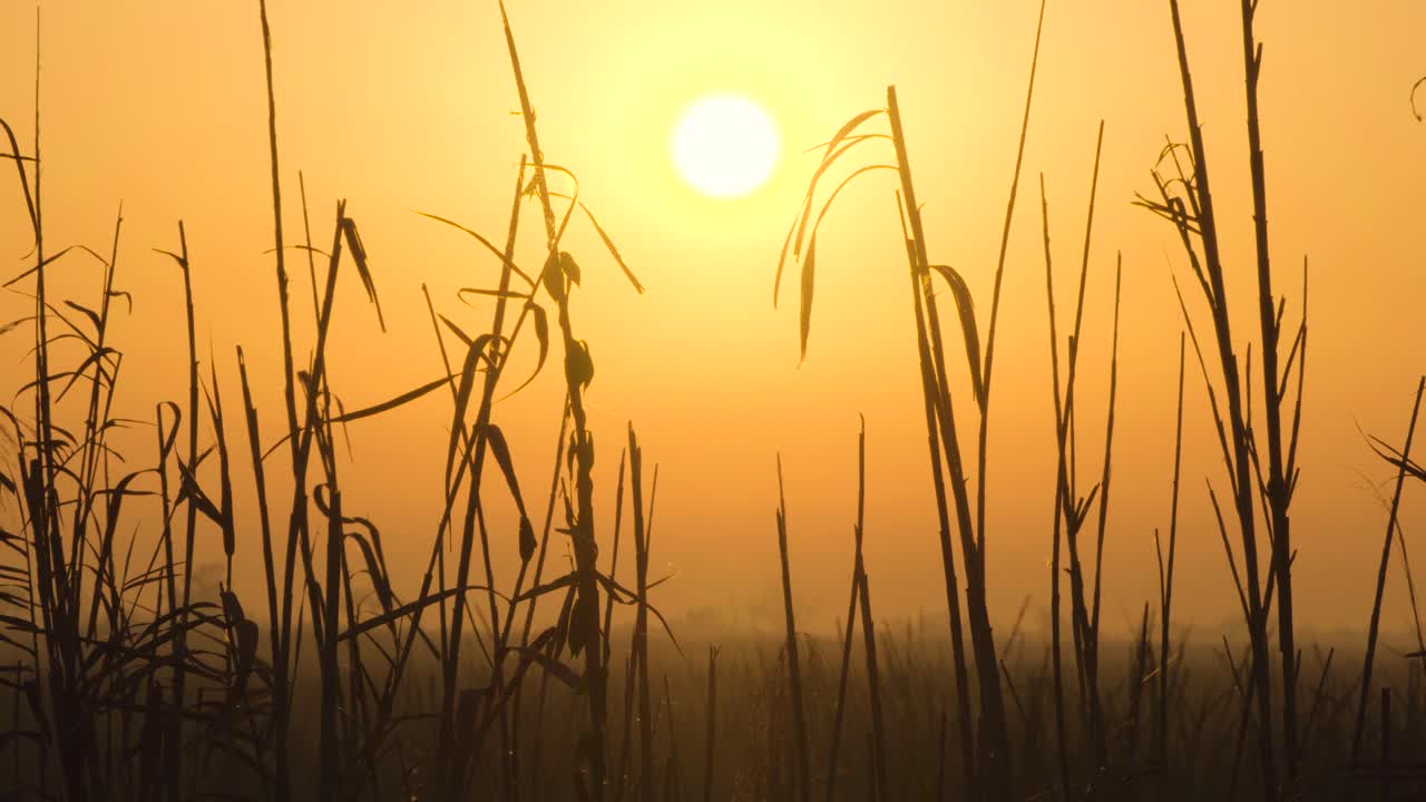 warm foggy morning sunrise landscape with reed silhouettes