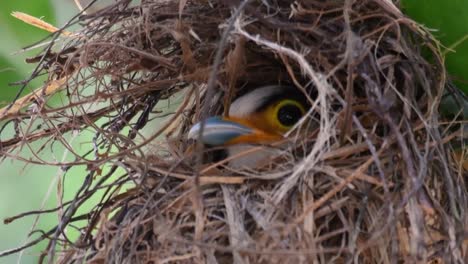 Der-Silberbrust-breitschnabel-Ist-Ein-Berühmter-Vogel-In-Thailand,-Sowohl-Lokal-Als-Auch-International