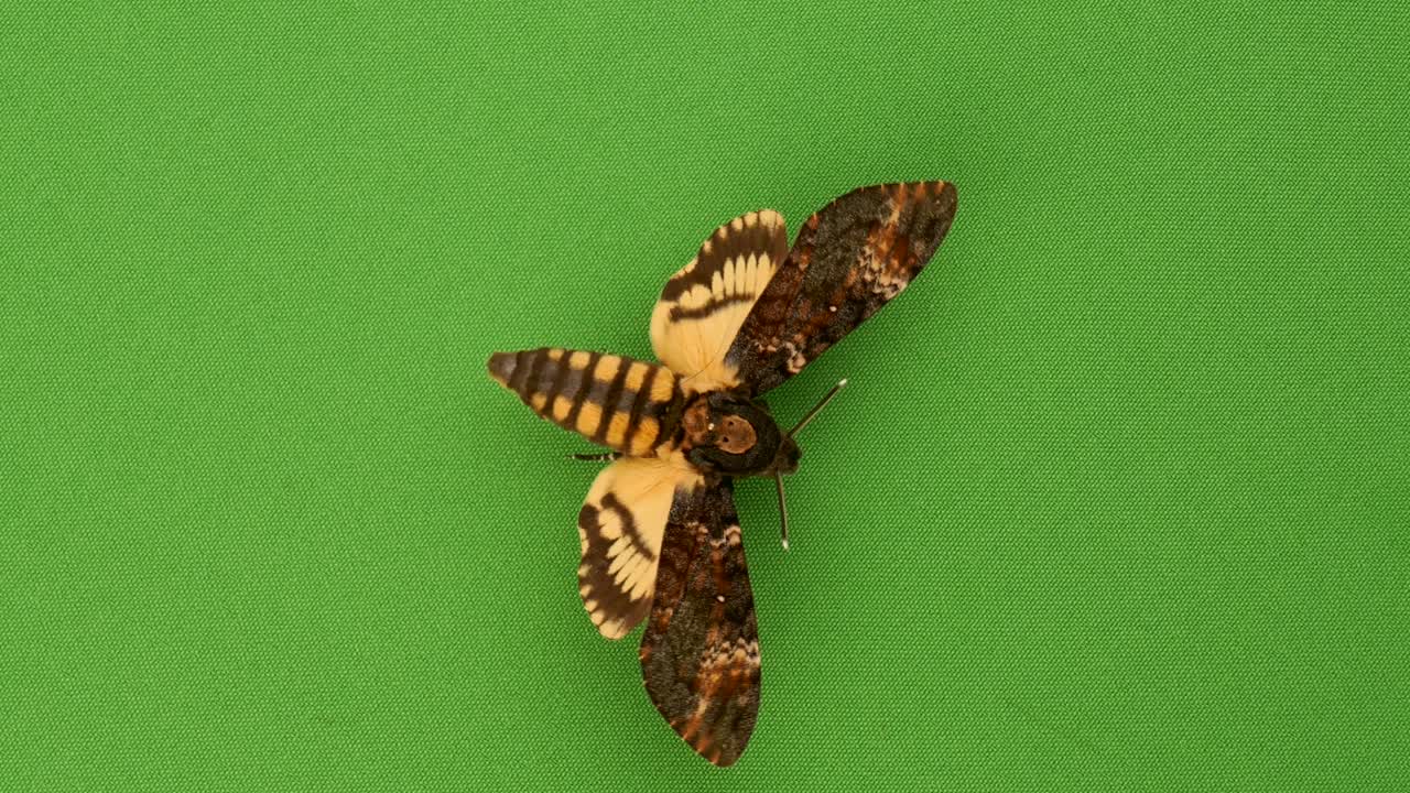 Sfinge testa di morto che ruota sul verde