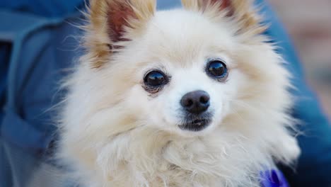 close up of a chihuahua