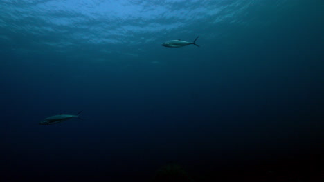 A-beautiful-tune-swims-beneath-the-ocean's-water-surface