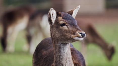 young red deer  turns head  in slow motion