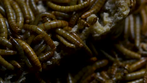 the mealworm is a species of darkling beetle used to feed pets like fish, snakes, birds, and frogs