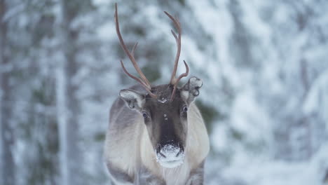 slowmotion of a reindeer staring at the camera in snowy forest