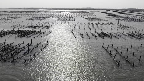 Traditional-oyster-mussels-farm-in-taiwan