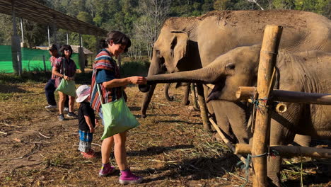 family feeding indian elephants at a farm, golden hour in chiang mai, thailand