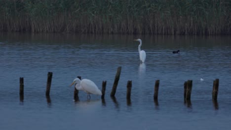 Morgenstimmung-Am-Fluss-An-Den-Alten-Pfählen-Der-Ehemaligen-Seebrücke