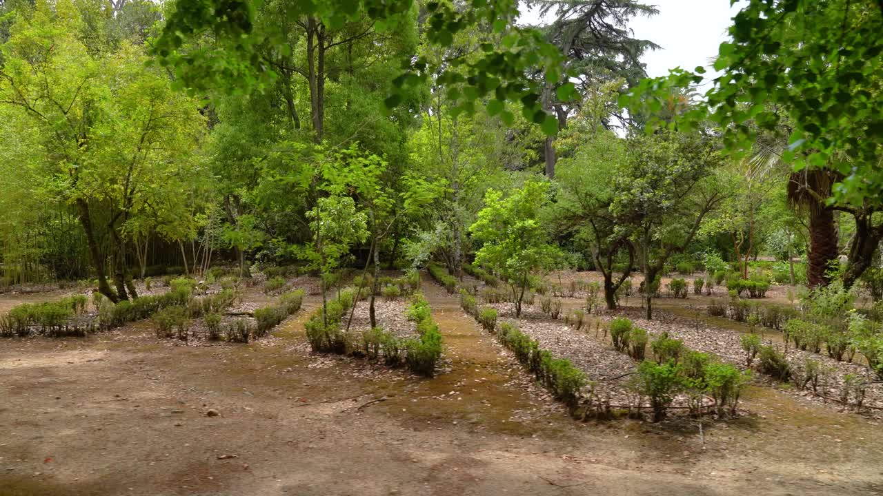 pequeñas plantas que crecen en el jardín botánico de la universidad de coimbra