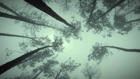 forest trees on a rainy day