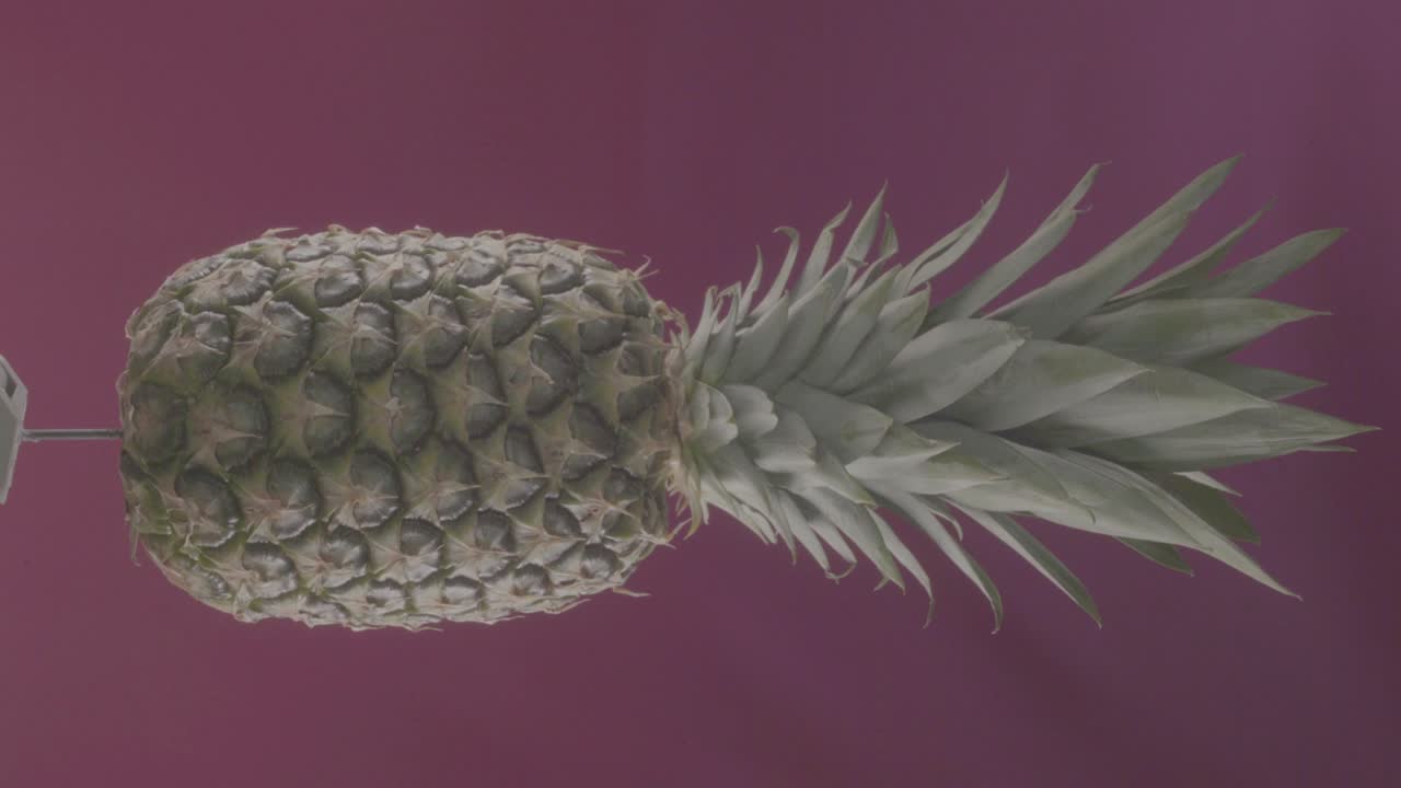 크로마 키를 위한 푸키아 스크린에 루프로 회전하는 파인애플