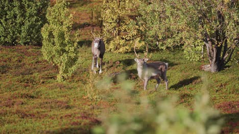 two reindeer stand surrounded by the autumn trees