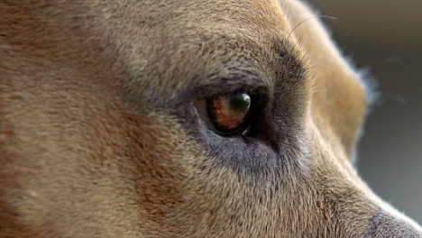 primer plano de un ojo de perro disparado a 100 fps 4k