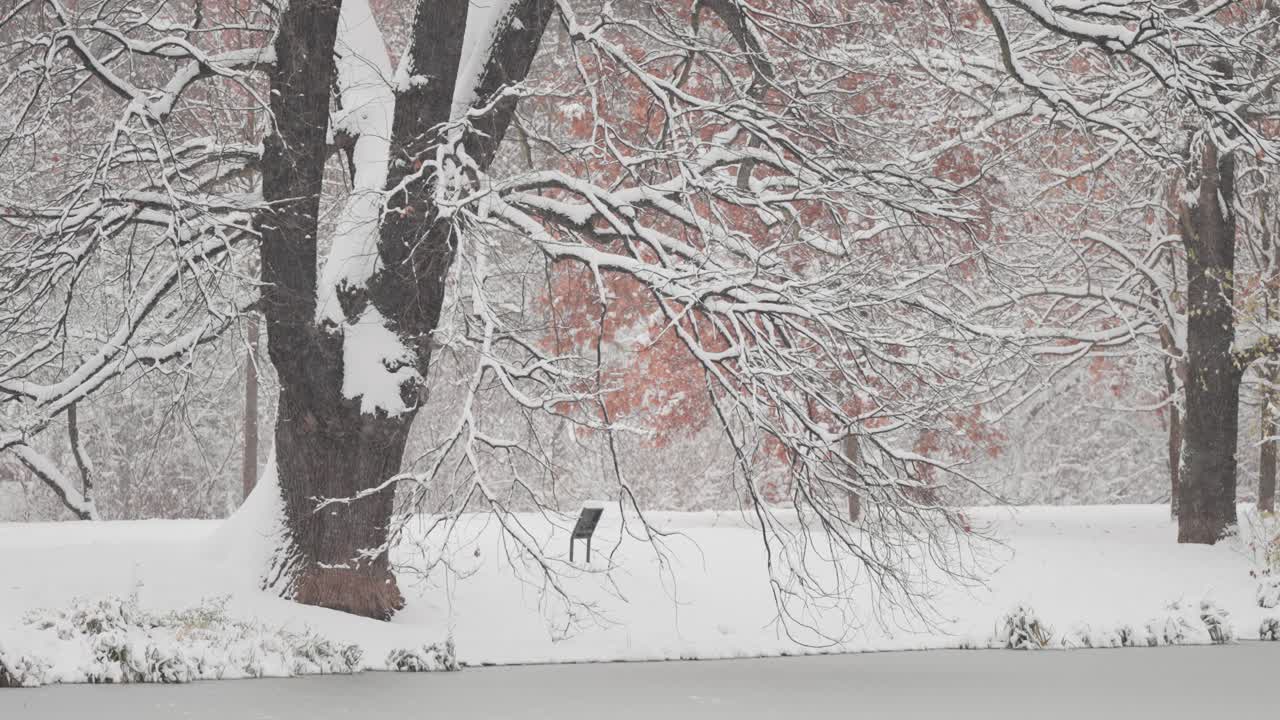 오래된 오크 나무가 작은 연못의 연안에 서 있습니다.