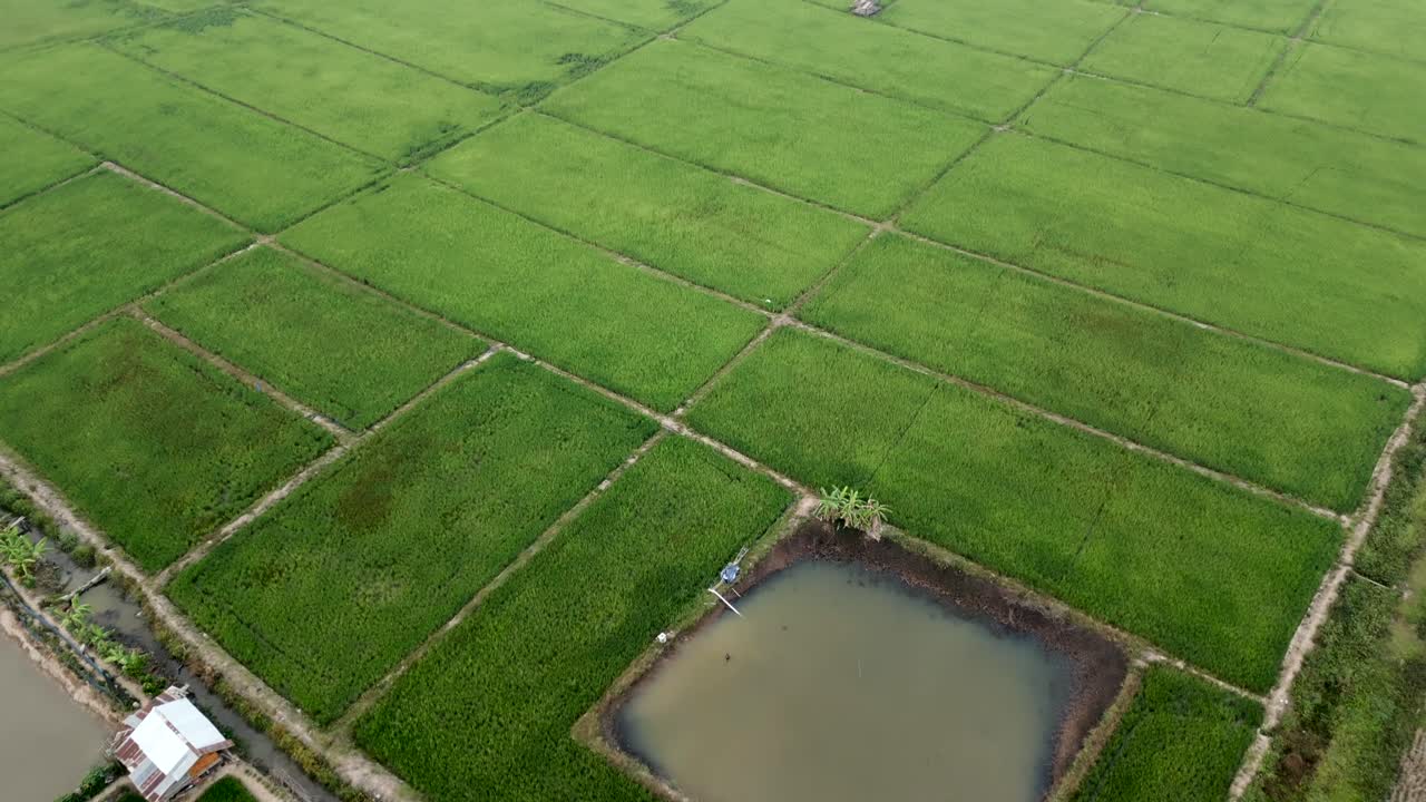 Aerial View of Lush Green Rice Paddies and Agricultural Ponds
