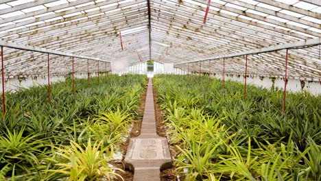 walking through pineapple plantation with juicy yellow fruits