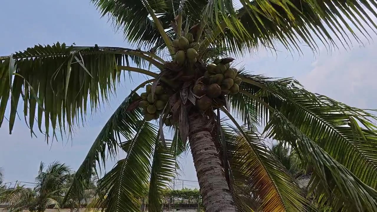 A coconut tree grows along an irrigation canal in a scenic paddy field. It is heavily loaded with fresh green coconuts. The tranquil landscape showcases a beautiful rural agricultural scene.