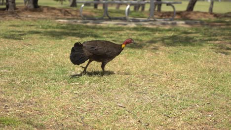 Pavo-Salvaje-Caminando-Lentamente-Fuera-De-La-Cámara-Picoteando-En-El-Suelo-En-El-Parque-Natural