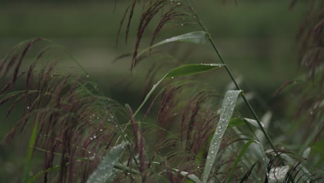 natural green woodland grasses wet with morning raindrops static shot