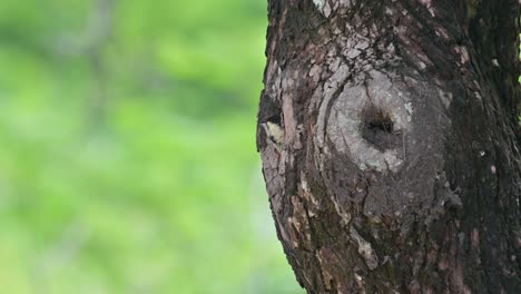 Head-out-of-the-burrow-looking-around,-Speckle-breasted-Woodpecker-Dendropicos-poecilolaemus,-Thailand